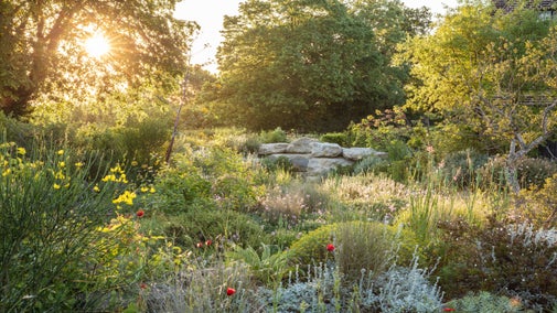The rising sun picks out the textures in Delos, Sissinghurst